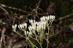 White thoroughwort